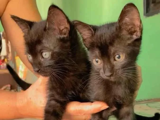 Gato ra a  idade Abaixo de 2 meses nome Gatinhos para adoção