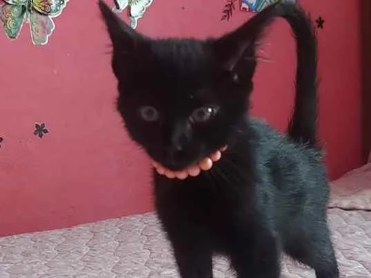 Gato ra a Raça indefinida idade Abaixo de 2 meses nome Sem nomes 