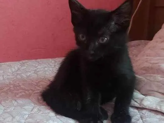 Gato ra a Raça indefinida idade Abaixo de 2 meses nome Sem nomes 