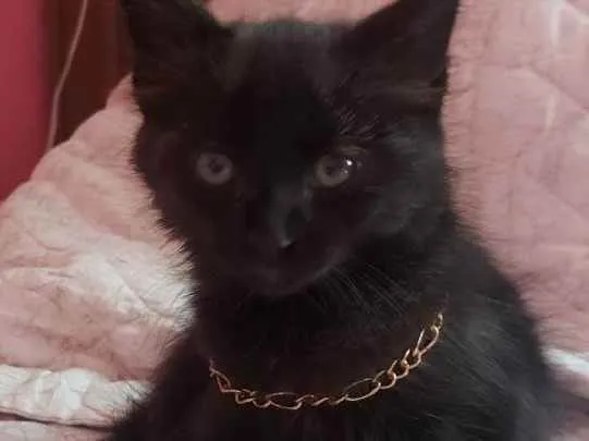 Gato ra a Raça indefinida idade Abaixo de 2 meses nome Sem nomes 
