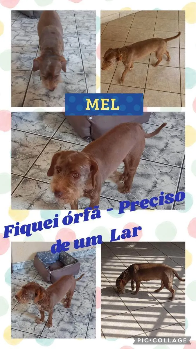 Cachorro ra a SRD idade 6 ou mais anos nome MEL