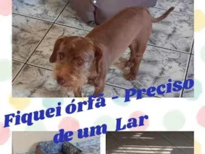 Cachorro raça SRD idade 6 ou mais anos nome MEL
