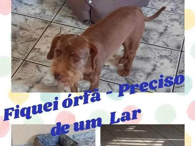 Cachorro ra a SRD idade 6 ou mais anos nome MEL