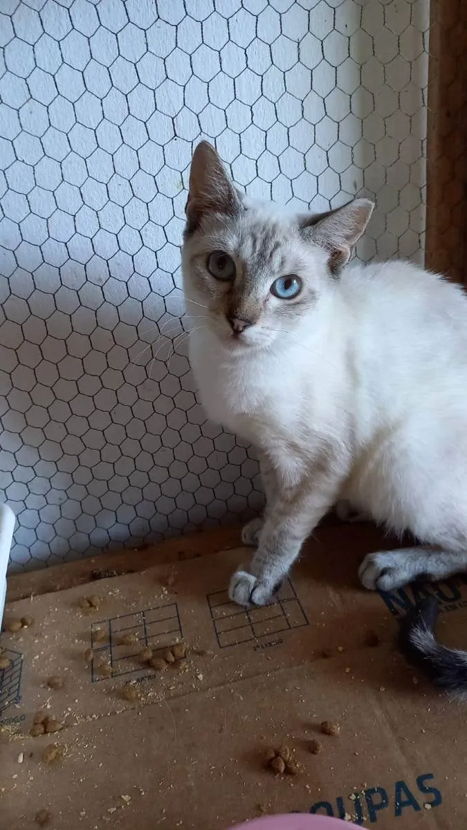 Gato raça SRD idade 2 a 6 meses nome Blue