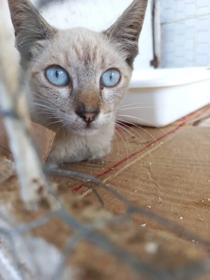 Gato raça SRD idade 2 a 6 meses nome Blue
