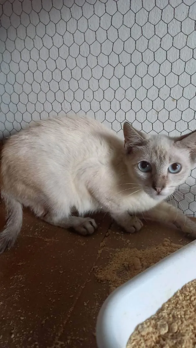 Gato raça SRD idade 2 a 6 meses nome Blue