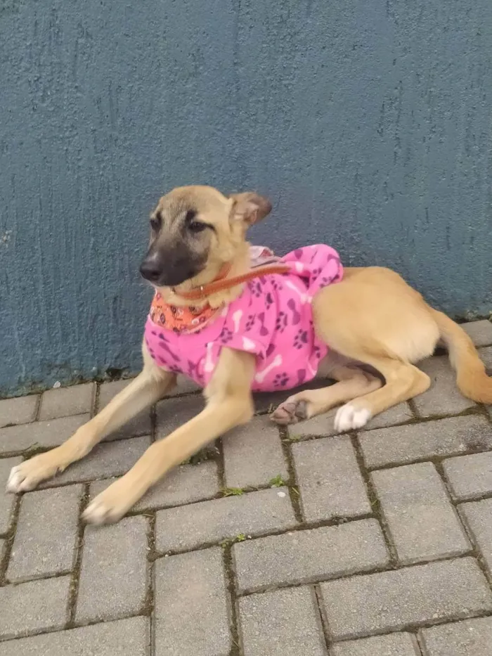 Cachorro raça Vira-lata idade 1 ano nome Panqueca