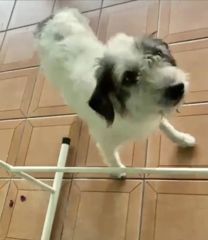 Cachorro raça Srd idade 3 anos nome Marley fofo urgente 