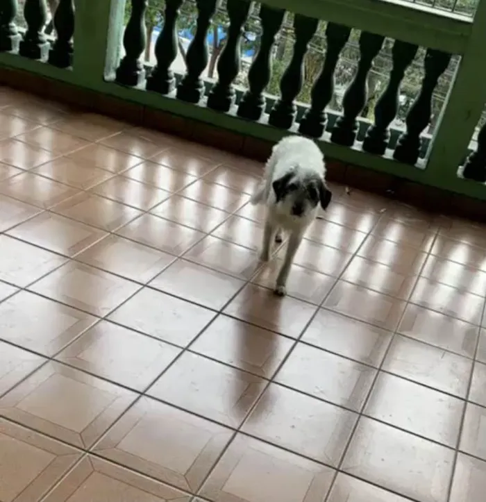 Cachorro raça Srd idade 3 anos nome Marley fofo urgente 