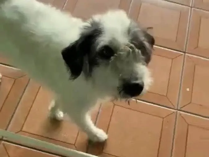 Cachorro raça Srd idade 3 anos nome Marley fofo urgente 