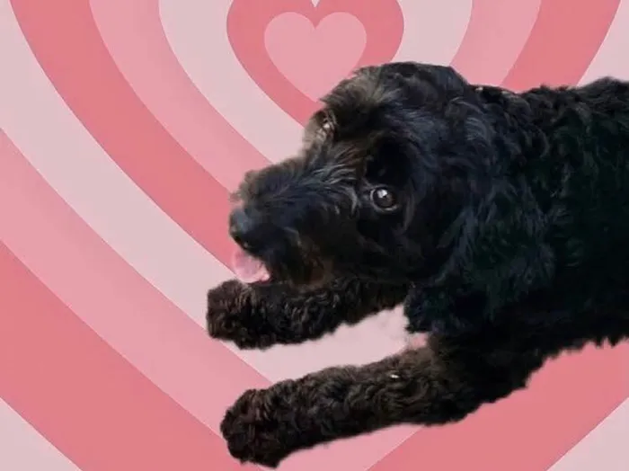 Cachorro raça Poodle  idade 1 ano nome Bob Poodle urgente 
