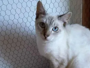 Gato raça SRD idade 2 a 6 meses nome Blue