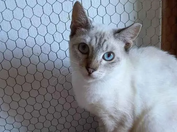 Gato raça SRD idade 2 a 6 meses nome Blue