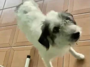 Cachorro raça Srd idade 3 anos nome Marley fofo urgente 