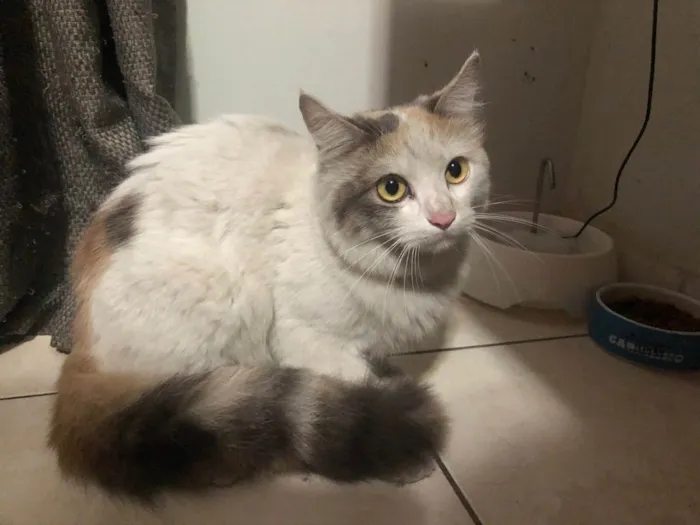 Gato raça Provável Angorá  idade 1 ano nome Não sabido