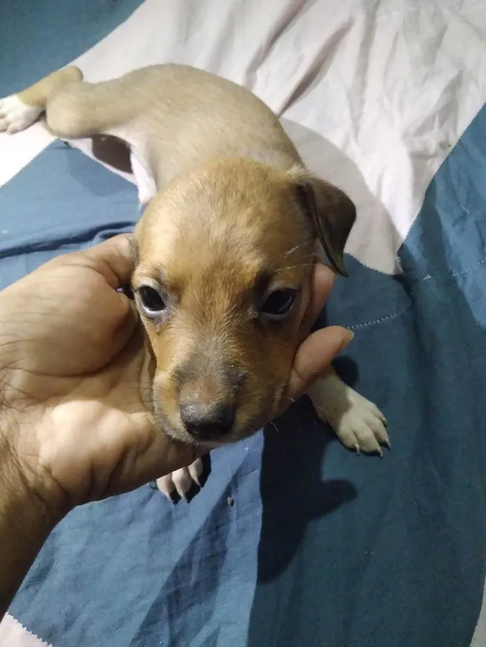 Cachorro ra a Vira lata idade Abaixo de 2 meses nome Sem nome