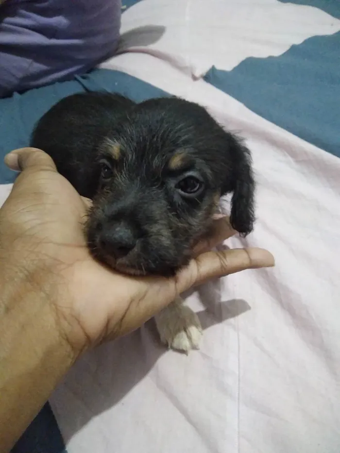 Cachorro ra a Vira lata idade Abaixo de 2 meses nome Sem nome