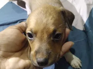 Cachorro raça Vira lata idade Abaixo de 2 meses nome Sem nome