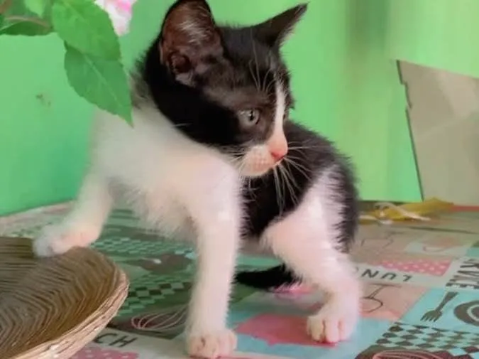 Gato ra a  idade Abaixo de 2 meses nome Gatinhos para adoção