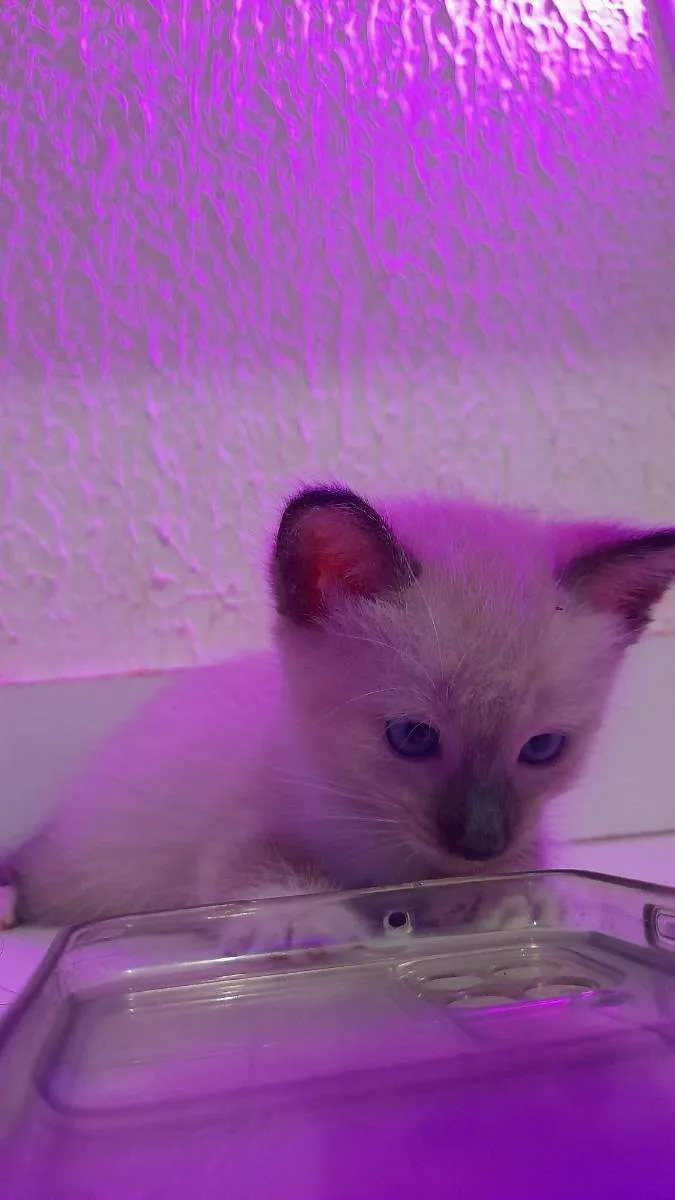 Gato ra a sem raça idade Abaixo de 2 meses nome Nina e merlo