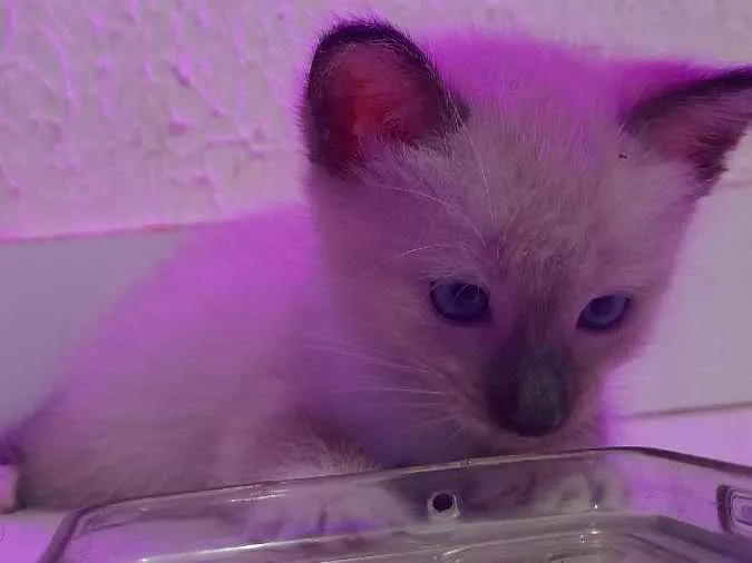 Gato ra a sem raça idade Abaixo de 2 meses nome Nina e merlo