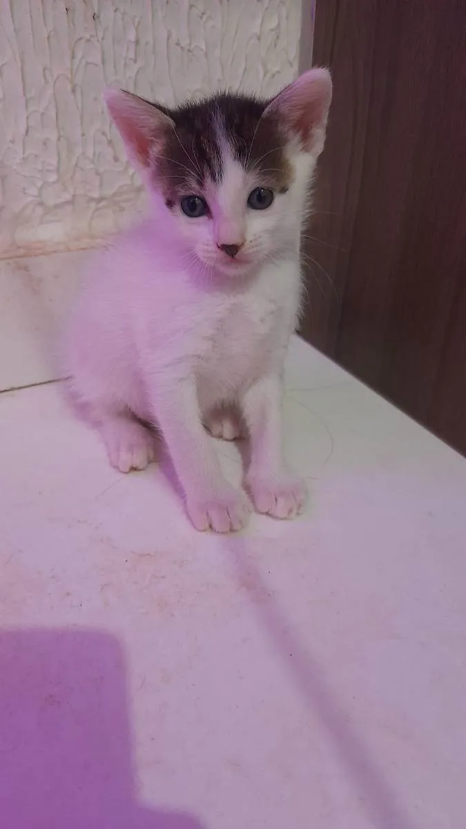 Gato ra a sem raça idade Abaixo de 2 meses nome Nina e merlo