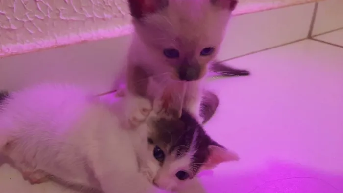 Gato ra a sem raça idade Abaixo de 2 meses nome Nina e merlo