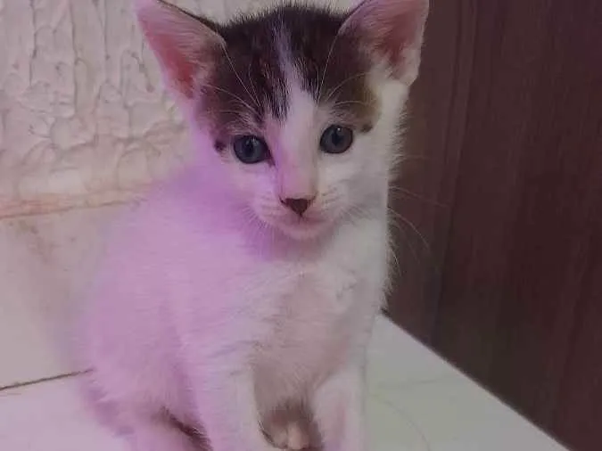 Gato ra a sem raça idade Abaixo de 2 meses nome Nina e merlo
