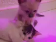 Nina e merlo
