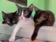 Gatinhos para adoção