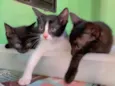 Gatinhos para adoção