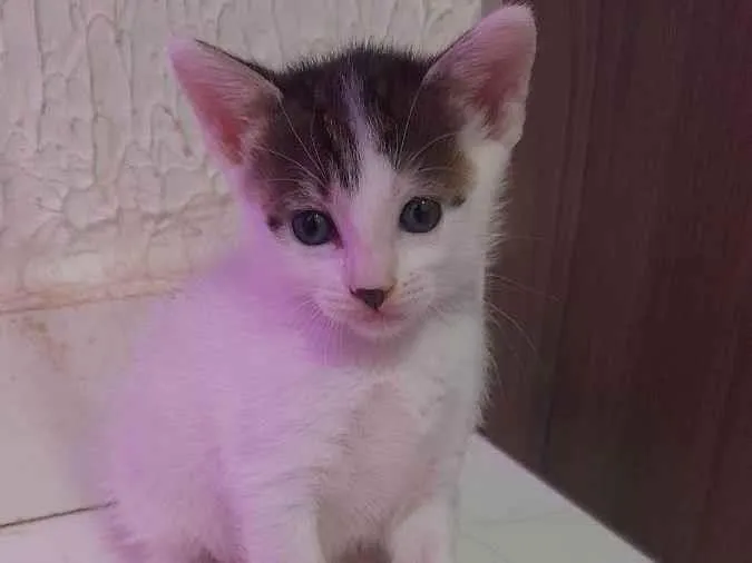 Gato ra a sem raça idade Abaixo de 2 meses nome Nina e merlo