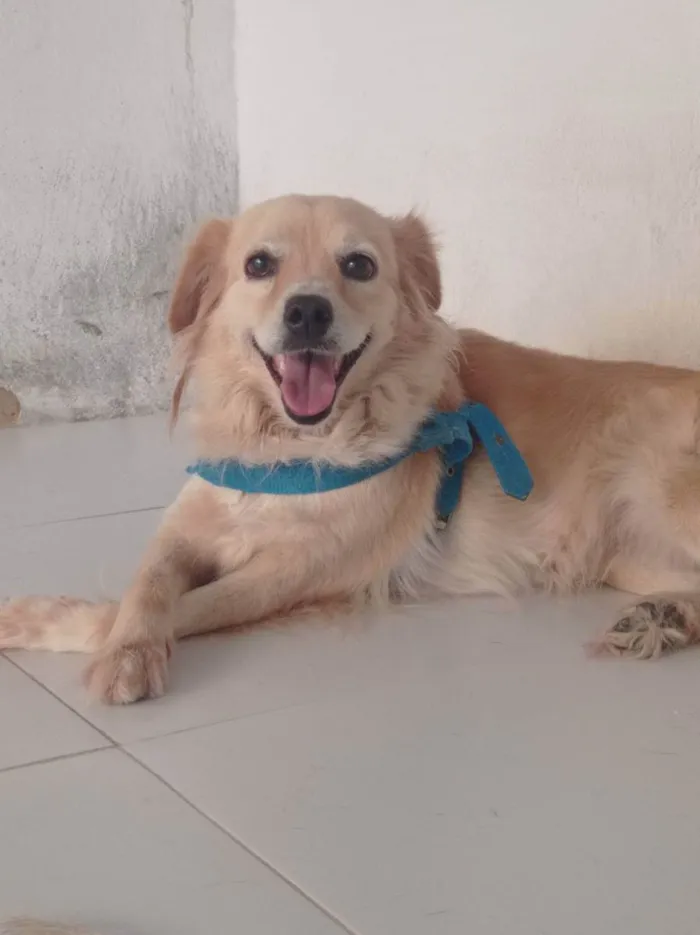 Cachorro ra a Vira-lata idade 3 anos nome Malia