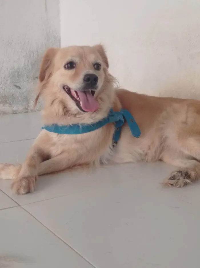 Cachorro ra a Vira-lata idade 3 anos nome Malia