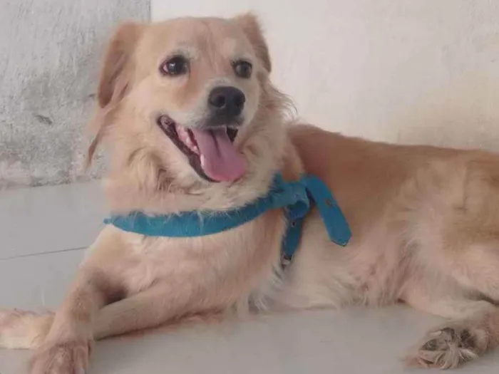 Cachorro ra a Vira-lata idade 3 anos nome Malia