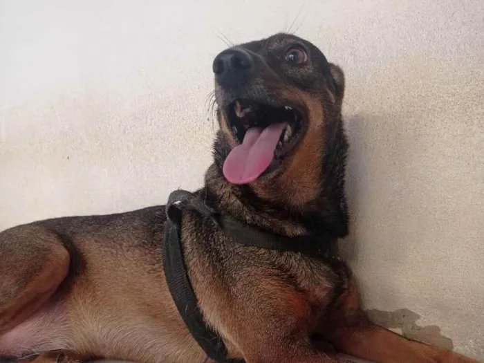 Cachorro ra a Vira-lata idade 3 anos nome Frida