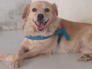 Cachorro raça Vira-lata idade 3 anos nome Malia