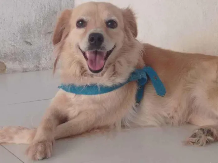 Cachorro ra a Vira-lata idade 3 anos nome Malia