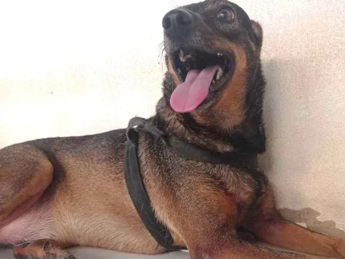 Cachorro ra a Vira-lata idade 3 anos nome Frida