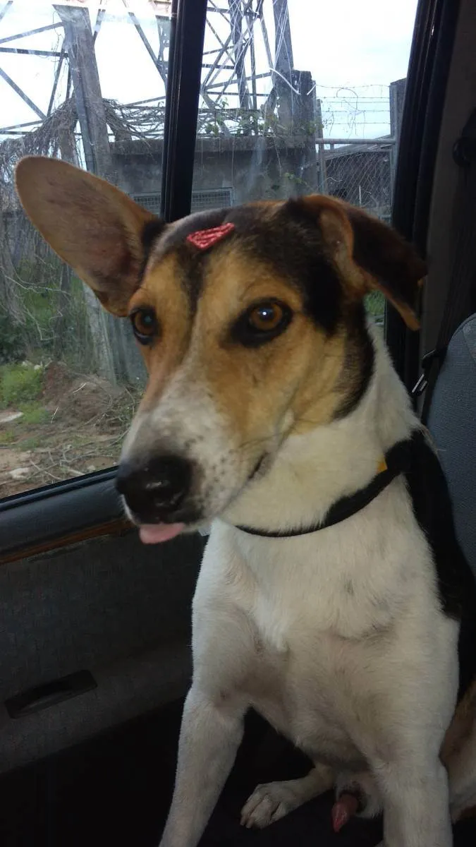 Cachorro raça SRD idade 2 anos nome Zézinho 