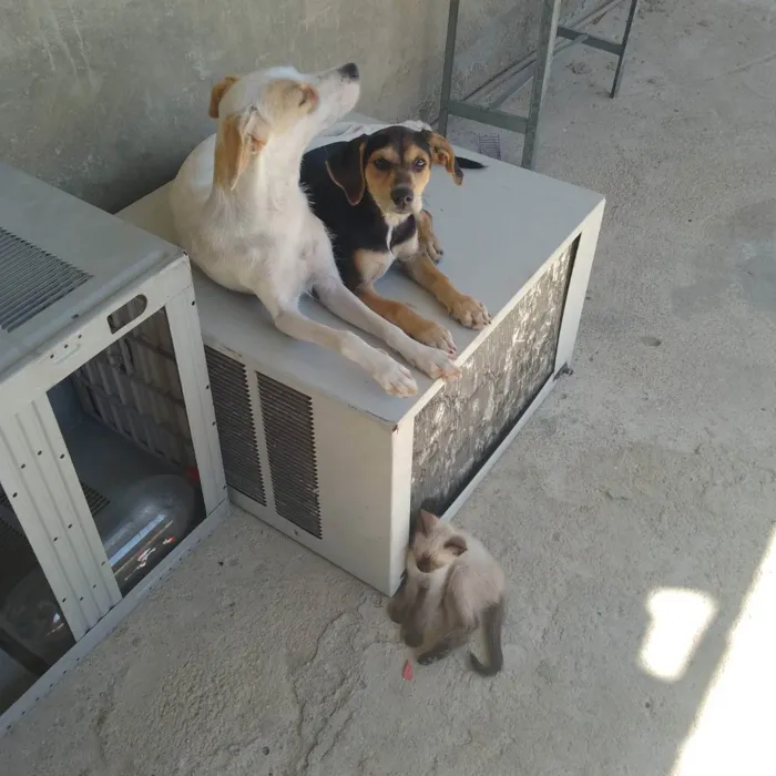 Cachorro ra a Vira lata idade 1 ano nome Nina e lua 