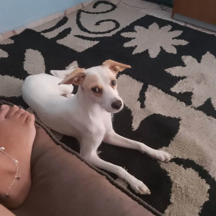 Cachorro ra a Vira lata idade 1 ano nome Nina e lua 