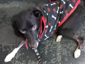 Cachorro raça Srd idade 2 anos nome  Billy amor especial