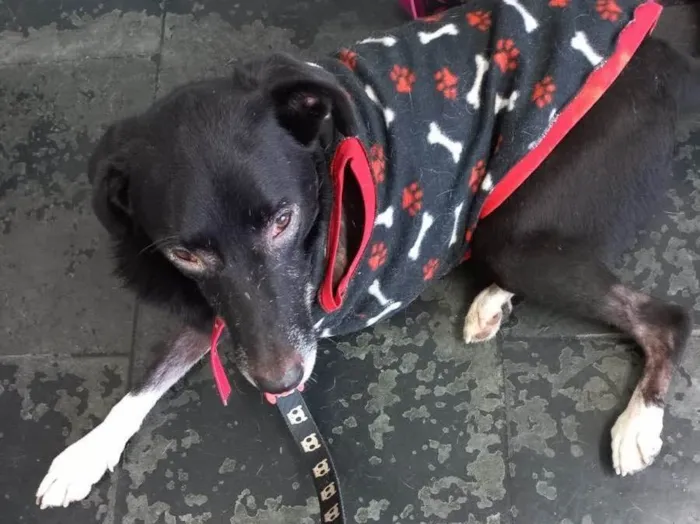 Cachorro raça Srd idade 2 anos nome  Billy amor especial