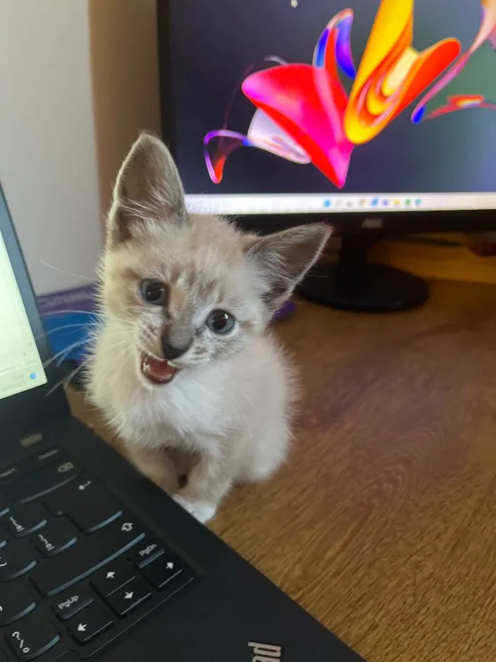 Gato raça  idade Abaixo de 2 meses nome Pinguinho