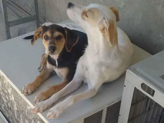 Cachorro ra a Vira lata idade 1 ano nome Nina e lua 