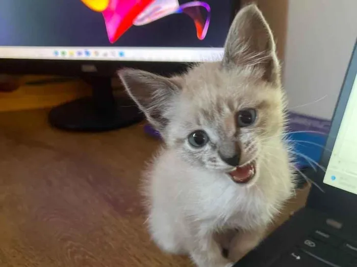 Gato raça  idade Abaixo de 2 meses nome Pinguinho