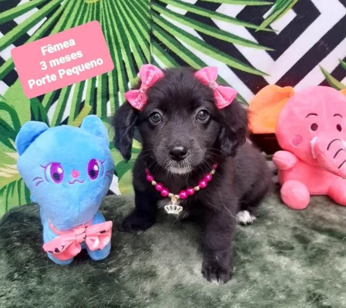 Cachorro raça Srd idade 2 a 6 meses nome Boni