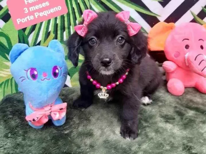 Cachorro raça Srd idade 2 a 6 meses nome Boni