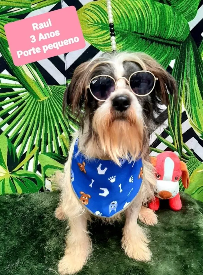 Cachorro raça Srd idade 3 anos nome Raul 